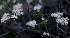 Pharnaceum aurantium