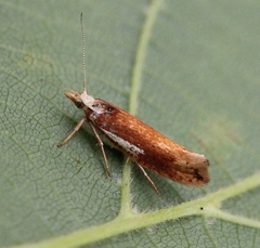 Ypsolopha parenthesella