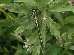 Shaogomphus schmidti
