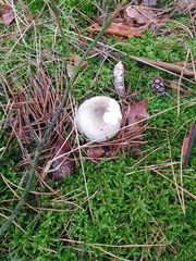 Russula