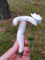 Russula