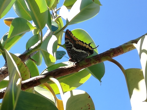 Two-tailed Pasha