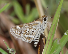Taractrocera maevius