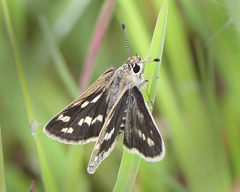 Taractrocera maevius