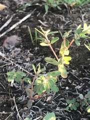Euphorbia maculata