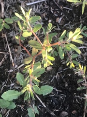Euphorbia maculata