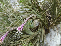 Tillandsia tenuifolia