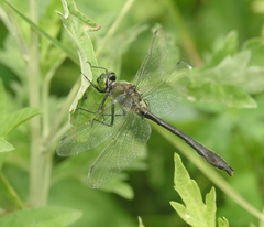 Cordulia aenea amurensis