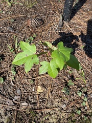Liquidambar styraciflua
