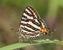 Cigaritis vulcanus vulcanus