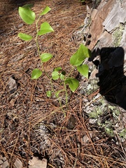 Smilax rotundifolia