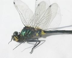 Somatochlora graeseri