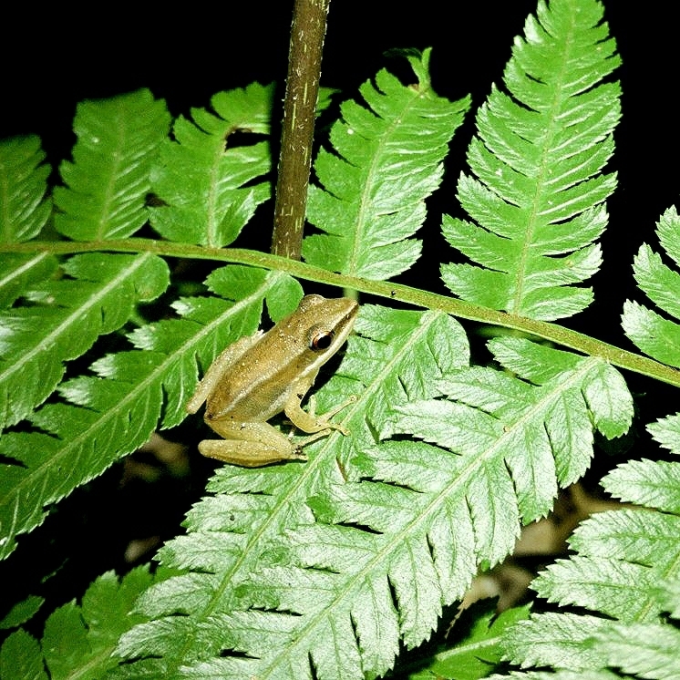 Don's Golden-backed Frog