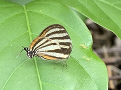 Arawacus aetolus