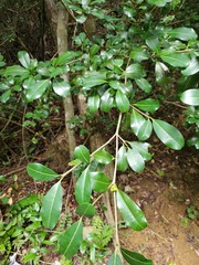 Suregada