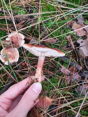 Hypholoma lateritium