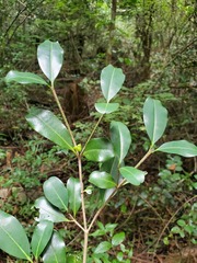 Suregada