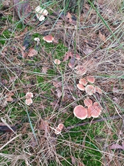 Hypholoma lateritium