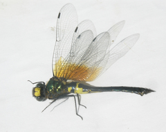 Somatochlora graeseri