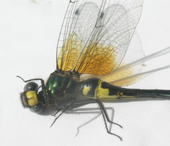 Somatochlora graeseri