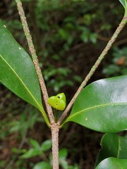 Suregada