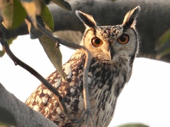 Bubo bengalensis