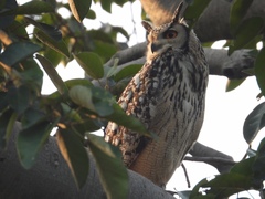 Bubo bengalensis