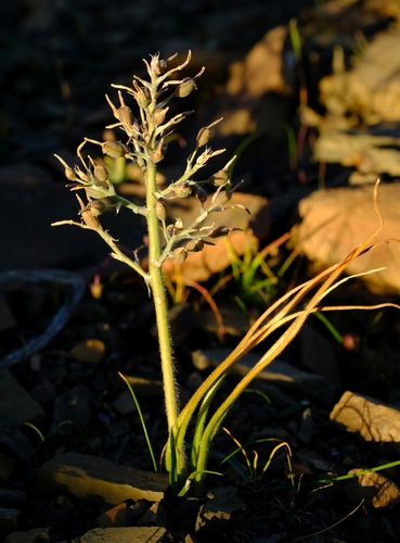Trachyandra thyrsoidea