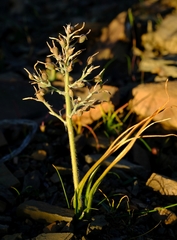 Trachyandra thyrsoidea