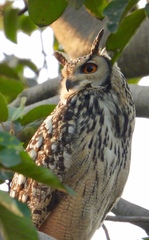 Bubo bengalensis