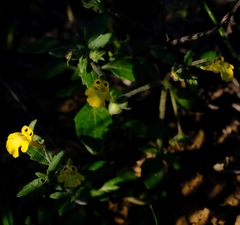 Hemimeris centrodes