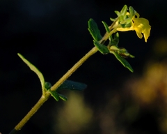 Hemimeris centrodes