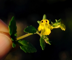 Hemimeris centrodes