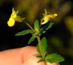 Hemimeris centrodes
