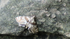 Petrophila canadensis