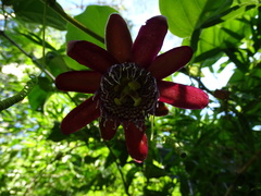 Passiflora alata