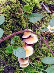 Fungi