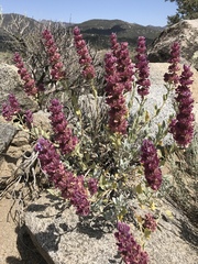 Salvia pachyphylla