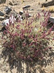 Salvia pachyphylla