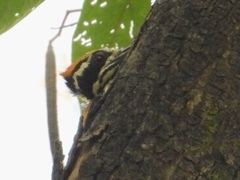 Chrysocolaptes festivus