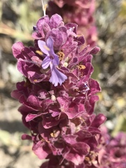Salvia pachyphylla