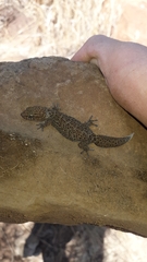 Pachydactylus capensis