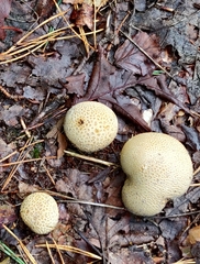 Scleroderma citrinum