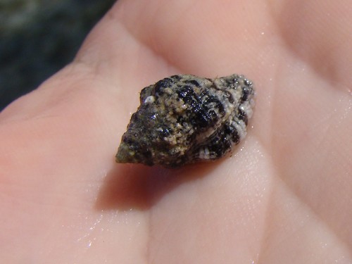 Drupella margariticola