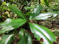 Ardisia revoluta