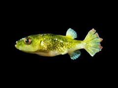 Brackish Puffer photo 2