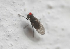 Scatella