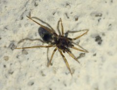 Phrurolithus festivus