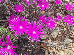 Lampranthus haworthii