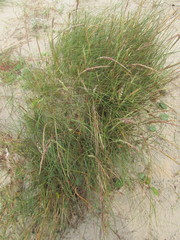 Sporobolus coarctatus